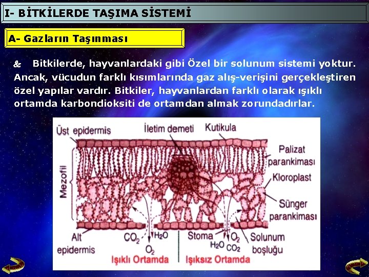 I- BİTKİLERDE TAŞIMA SİSTEMİ A- Gazların Taşınması Bitkilerde, hayvanlardaki gibi Özel bir solunum sistemi