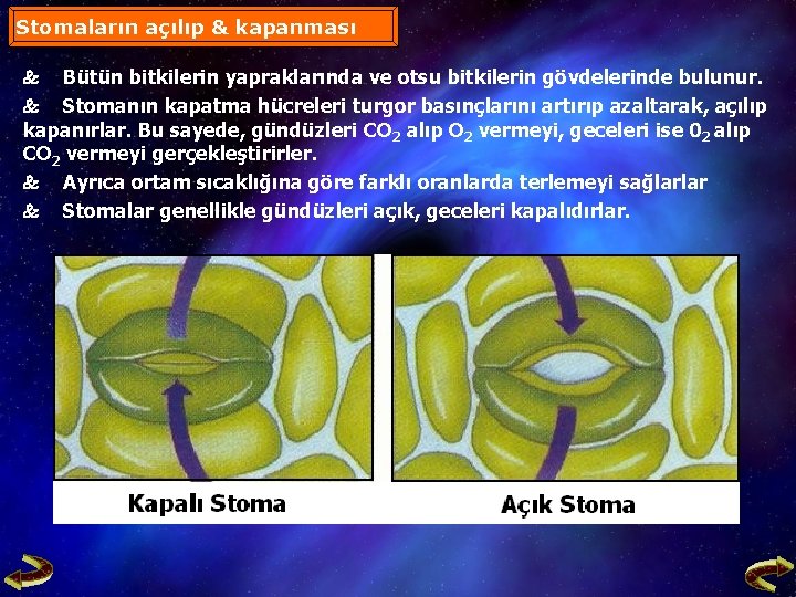 Stomaların açılıp & kapanması Bütün bitkilerin yapraklarında ve otsu bitkilerin gövdelerinde bulunur. Stomanın kapatma