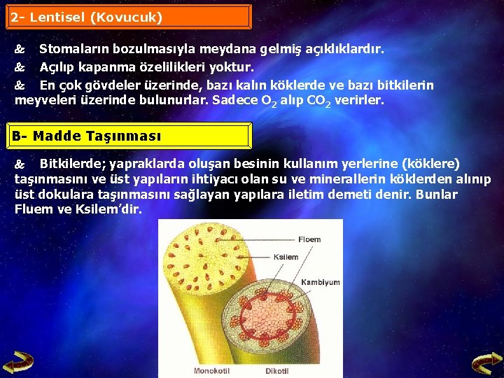 2 - Lentisel (Kovucuk) Stomaların bozulmasıyla meydana gelmiş açıklıklardır. Açılıp kapanma özelilikleri yoktur. En