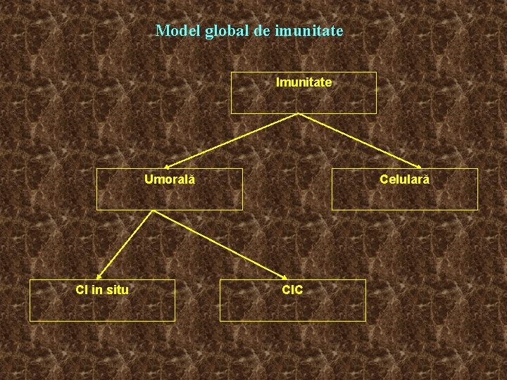 Model global de imunitate Imunitate Umorală CI in situ Celulară CIC 