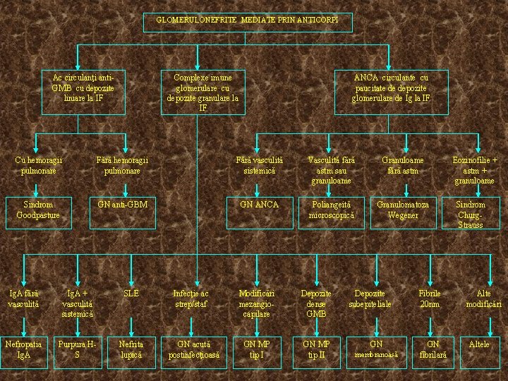 GLOMERULONEFRITE MEDIATE PRIN ANTICORPI Ac circulanţi anti. GMB cu depozite liniare la IF Complexe