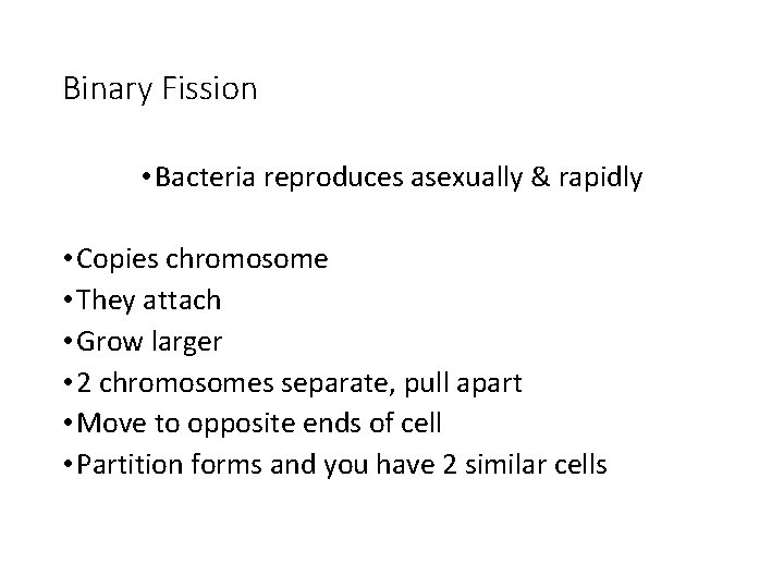 Binary Fission • Bacteria reproduces asexually & rapidly • Copies chromosome • They attach