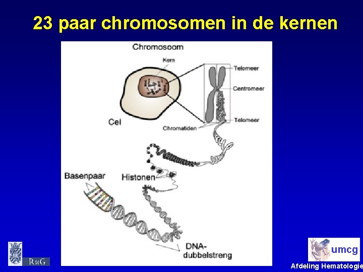 23 paar chromosomen in de kernen umcg Afdeling Hematologie 