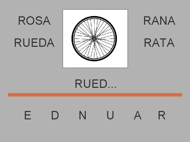 ROSA RANA RUEDA RATA RUED. . . E D N U A R 