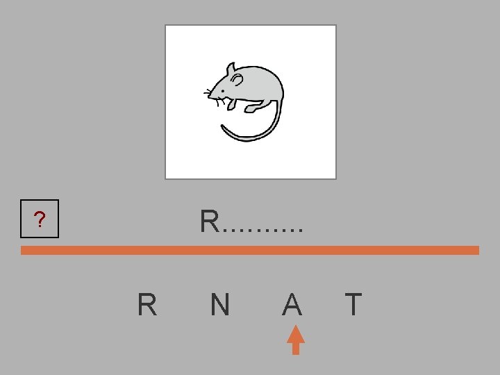 R. . ? R N A T 