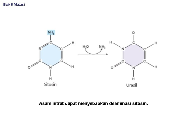 Bab 6 Mutasi Asam nitrat dapat menyebabkan deaminasi sitosin. 