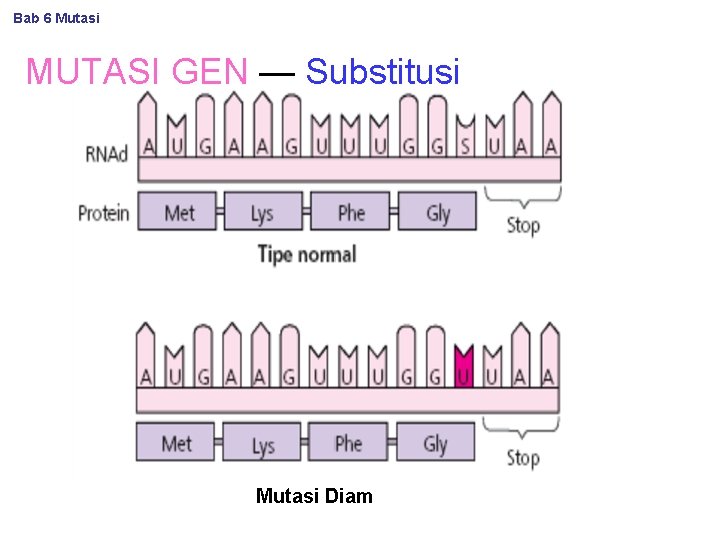 Bab 6 Mutasi MUTASI GEN — Substitusi Mutasi Diam 