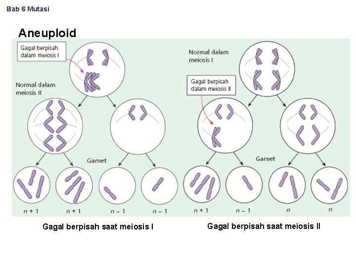 Bab 6 Mutasi Aneuploid Gagal berpisah saat meiosis II 