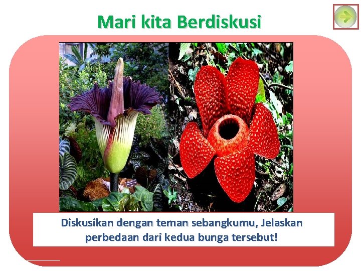 Mari kita Berdiskusi Diskusikan dengan teman sebangkumu, Jelaskan perbedaan dari kedua bunga tersebut! Mari kita Berdiskusi Diskusikan dengan teman sebangkumu, Jelaskan perbedaan dari kedua bunga tersebut!