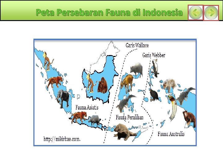 Peta Persebaran Fauna di Indonesia 