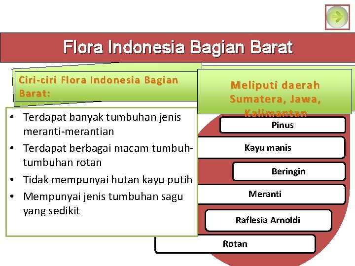 Flora Indonesia Bagian Barat Ciri-ciri Flora Indonesia Bagian Barat: • Terdapat banyak tumbuhan jenis