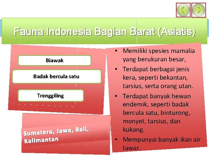 Fauna Indonesia Bagian Barat (Asiatis) Biawak Badak bercula satu Trenggiling Bali, , a w