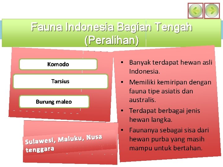 Fauna Indonesia Bagian Tengah (Peralihan) Komodo Tarsius Burung maleo , Nusa u k u