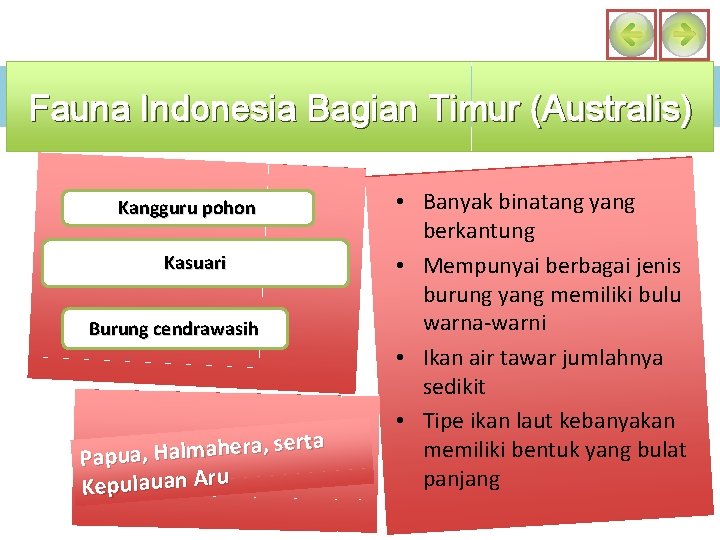 Fauna Indonesia Bagian Timur (Australis) Kangguru pohon Kasuari Burung cendrawasih , serta a r