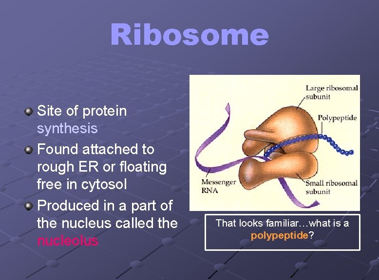 Ribosome Site of protein synthesis Found attached to rough ER or floating free in