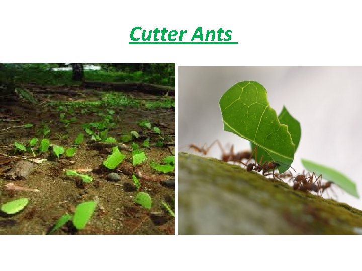 Cutter Ants 