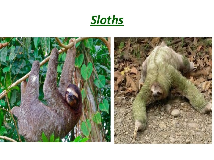 Sloths 