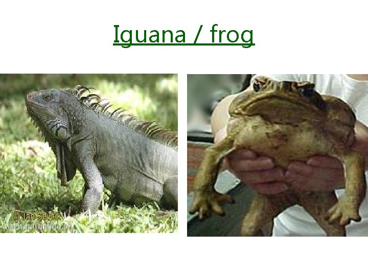 Iguana / frog 