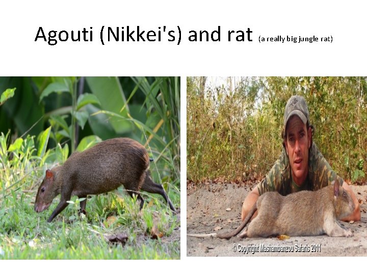 Agouti (Nikkei's) and rat (a really big jungle rat) 