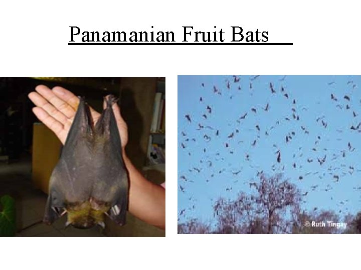 Panamanian Fruit Bats 