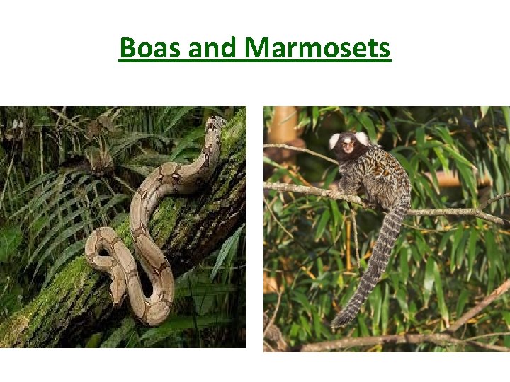 Boas and Marmosets 