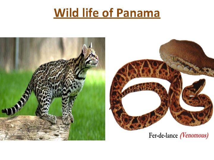 Wild life of Panama 