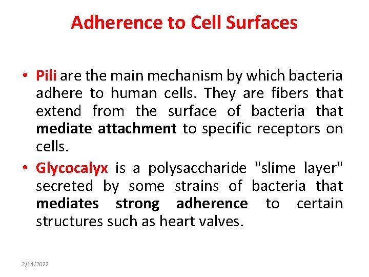 Adherence to Cell Surfaces • Pili are the main mechanism by which bacteria adhere