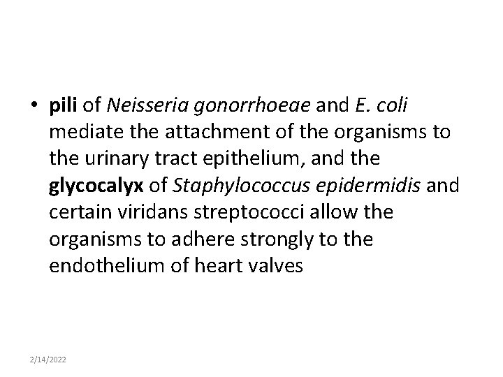  • pili of Neisseria gonorrhoeae and E. coli mediate the attachment of the