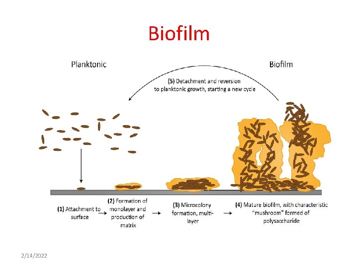 Biofilm 2/14/2022 