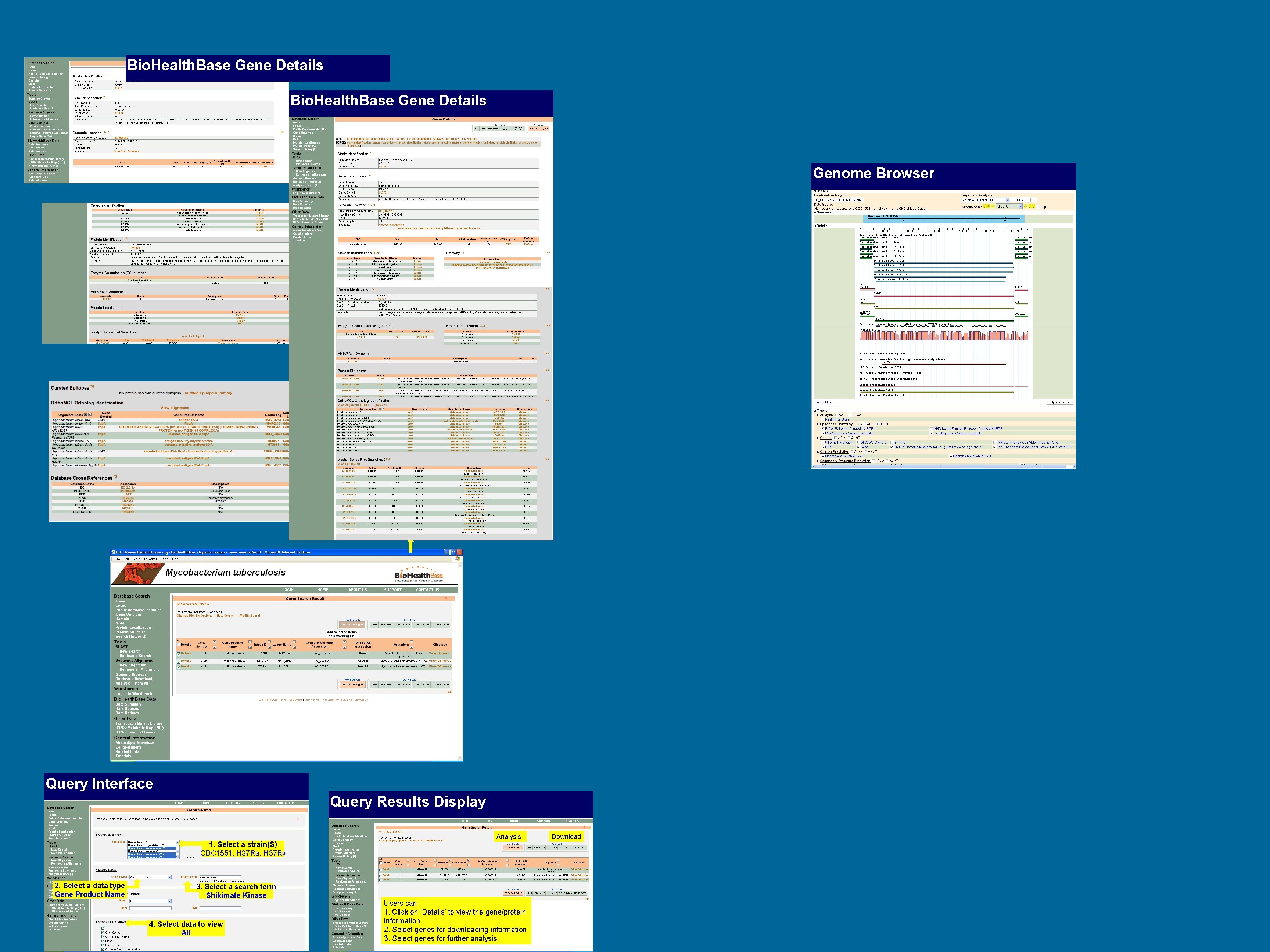 Bio. Health. Base Gene Details Genome Browser Query Interface Query Results Display Analysis 1.