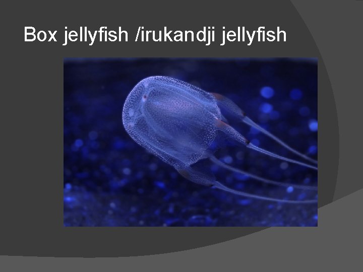 Box jellyfish /irukandji jellyfish 