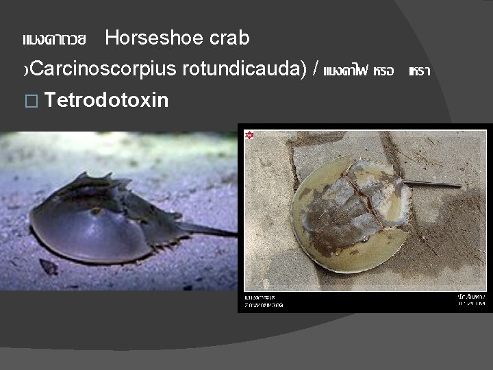 แมงดาถวย Horseshoe crab )Carcinoscorpius rotundicauda) / แมงดาไฟ หรอ เหรา � Tetrodotoxin 