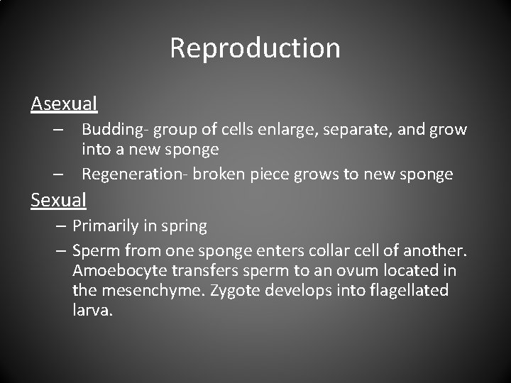 Reproduction Asexual – Budding- group of cells enlarge, separate, and grow into a new