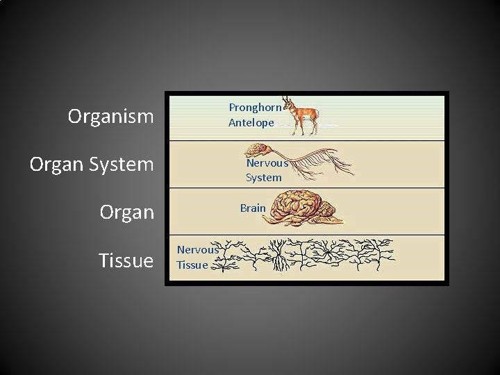 Pronghorn Antelope Organism Organ System Nervous System Organ Tissue Brain Nervous Tissue 