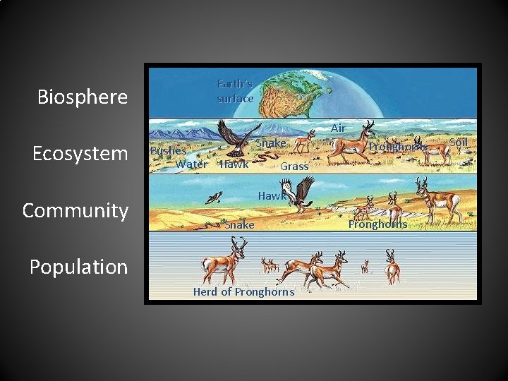 Biosphere Ecosystem Community Earth’s surface Bushes Water Hawk Snake Air Pronghorns Grass Hawk Snake