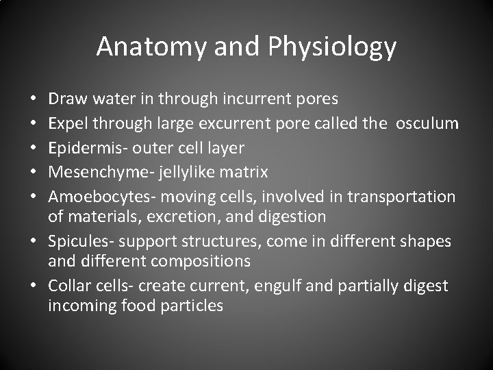 Anatomy and Physiology Draw water in through incurrent pores Expel through large excurrent pore