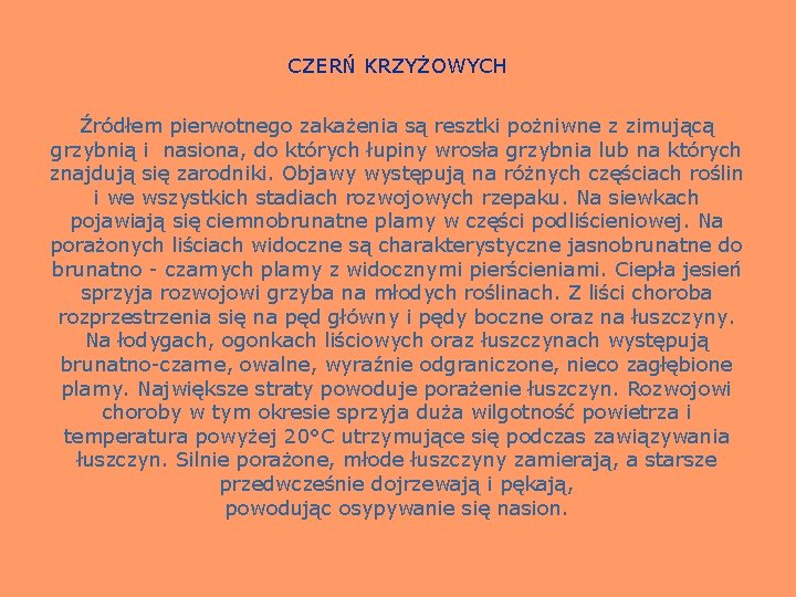 CZERŃ KRZYŻOWYCH Źródłem pierwotnego zakażenia są resztki pożniwne z zimującą grzybnią i nasiona, do