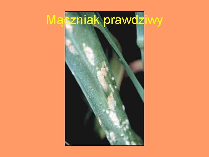 Mączniak prawdziwy 