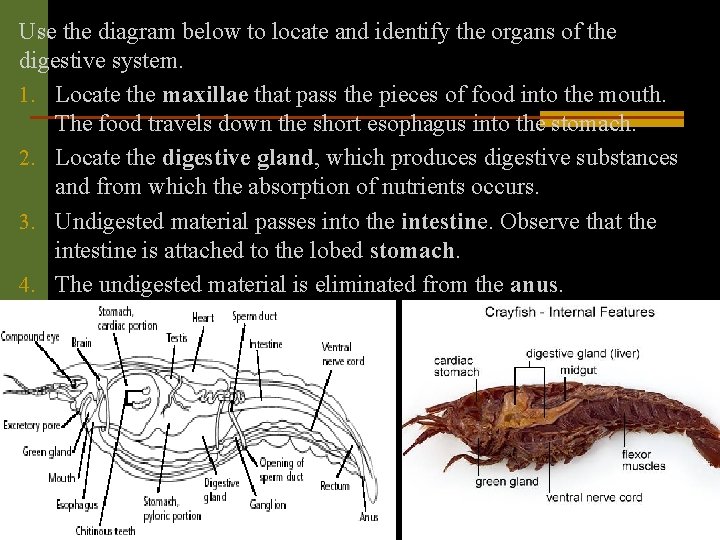 Use the diagram below to locate and identify the organs of the digestive system.