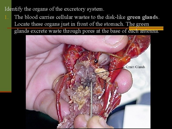 Identify the organs of the excretory system. 1. The blood carries cellular wastes to