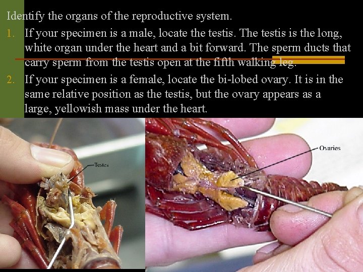Identify the organs of the reproductive system. 1. If your specimen is a male,