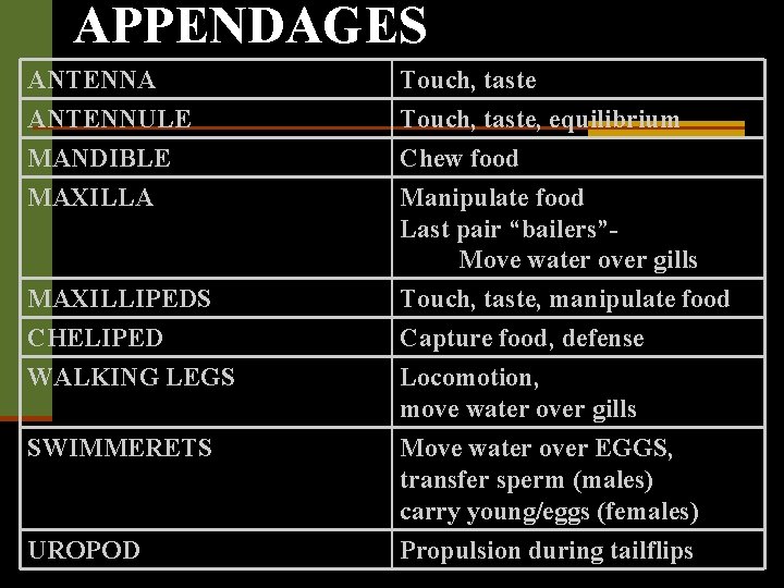 APPENDAGES ANTENNA ANTENNULE MANDIBLE MAXILLA Touch, taste, equilibrium Chew food Manipulate food Last pair