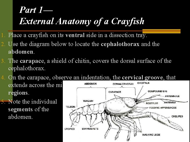 Part 1— External Anatomy of a Crayfish 1. Place a crayfish on its ventral