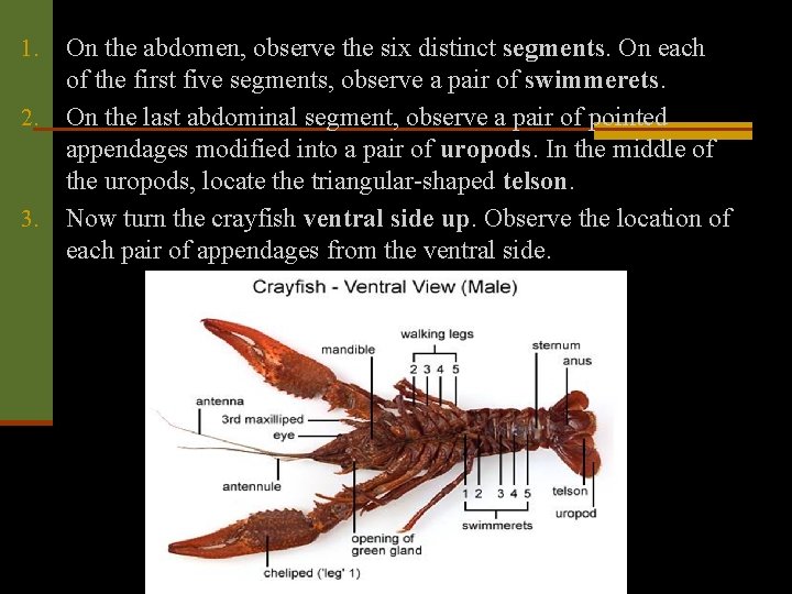 On the abdomen, observe the six distinct segments. On each of the first five