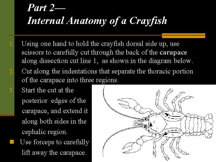 Part 2— Internal Anatomy of a Crayfish Using one hand to hold the crayfish