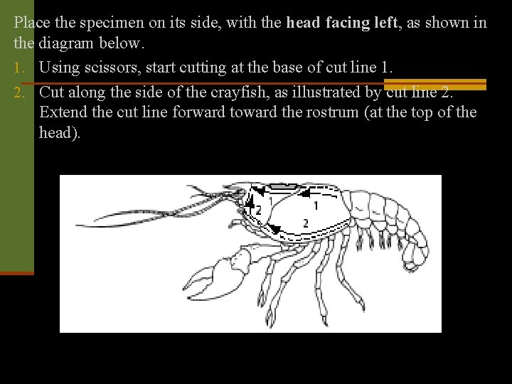 Place the specimen on its side, with the head facing left, as shown in