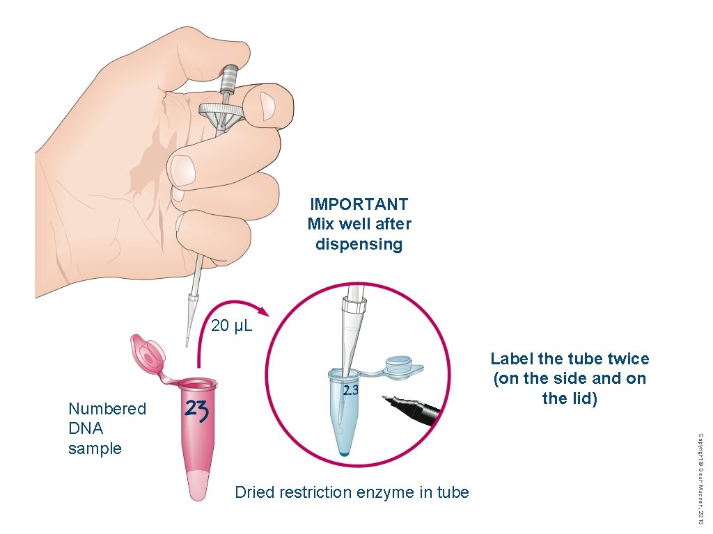 IMPORTANT Mix well after dispensing 20 µL Label the tube twice (on the side