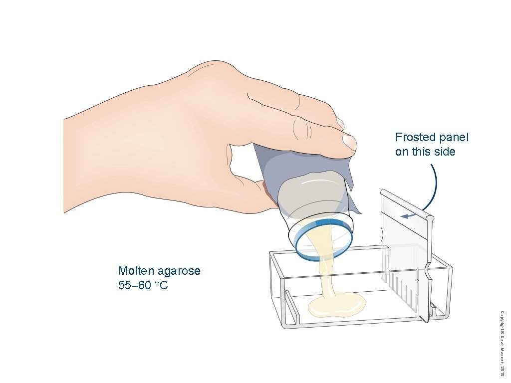 Frosted panel on this side Molten agarose 55– 60 °C Copyright © Dean Madden,
