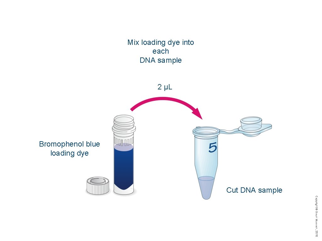 Mix loading dye into each DNA sample 2 µL Bromophenol blue loading dye Cut