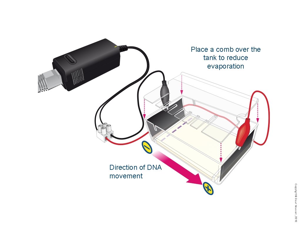 Place a comb over the tank to reduce evaporation Direction of DNA movement Copyright